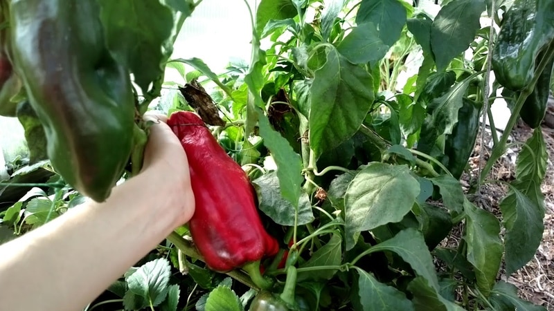 De beste hybridene og variantene av paprika for polykarbonatdrivhus