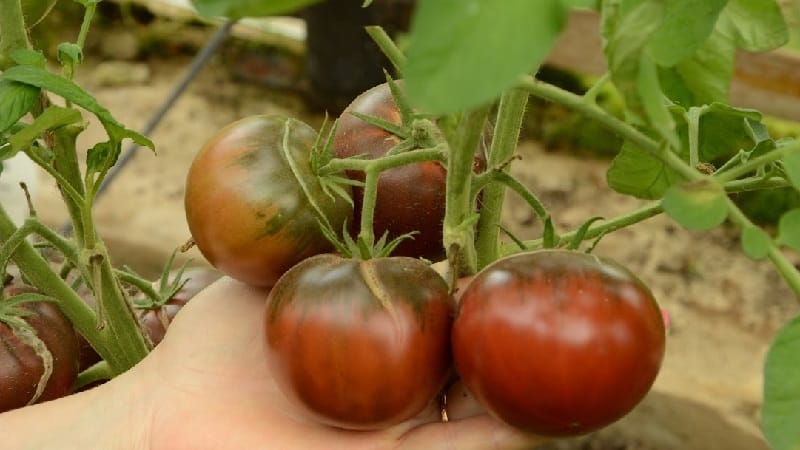 Il pomodoro Mikado, amato dai residenti estivi, con una ricca tavolozza di sottospecie e una forte immunità: lo coltiviamo noi stessi senza problemi