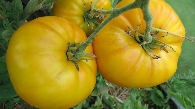 Il pomodoro Mikado, amato dai residenti estivi, con una ricca tavolozza di sottospecie e una forte immunità: lo coltiviamo noi stessi senza problemi