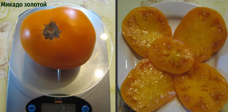 El tomate Mikado, amado por los veraneantes, con una rica paleta de subespecies y una fuerte inmunidad: lo cultivamos nosotros mismos sin problemas.