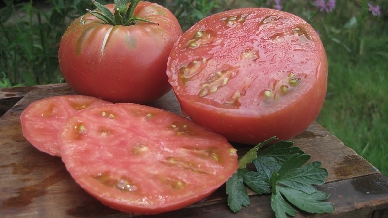 Die von Sommerbewohnern geliebte Mikado-Tomate mit einer reichen Palette an Unterarten und starker Immunität – wir bauen sie problemlos selbst an