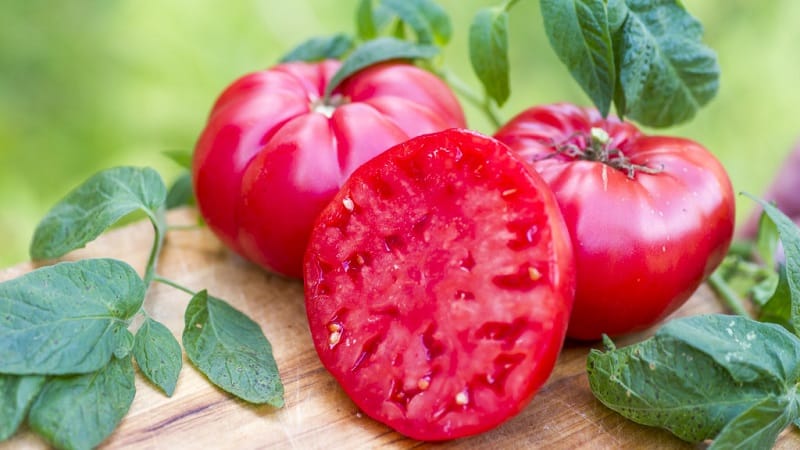 Die von Sommerbewohnern geliebte Mikado-Tomate mit einer reichen Palette an Unterarten und starker Immunität – wir bauen sie problemlos selbst an