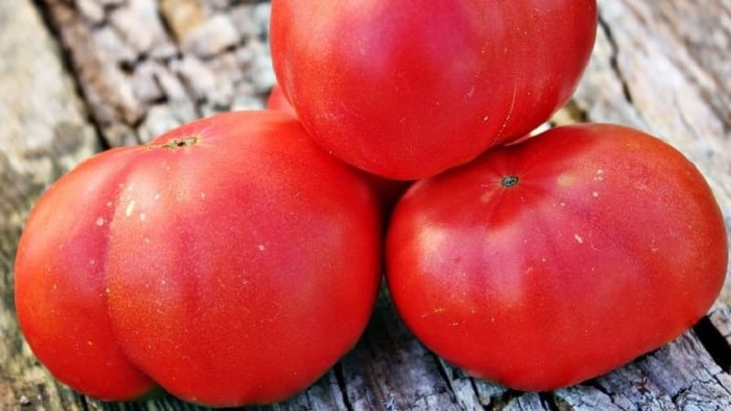 Die von Sommerbewohnern geliebte Mikado-Tomate mit einer reichen Palette an Unterarten und starker Immunität – wir bauen sie problemlos selbst an