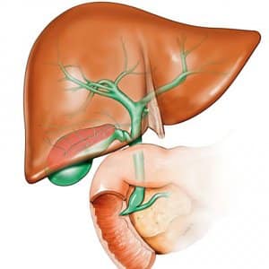 Ist es möglich, Wassermelone bei Cholezystitis und Pankreatitis zu essen?