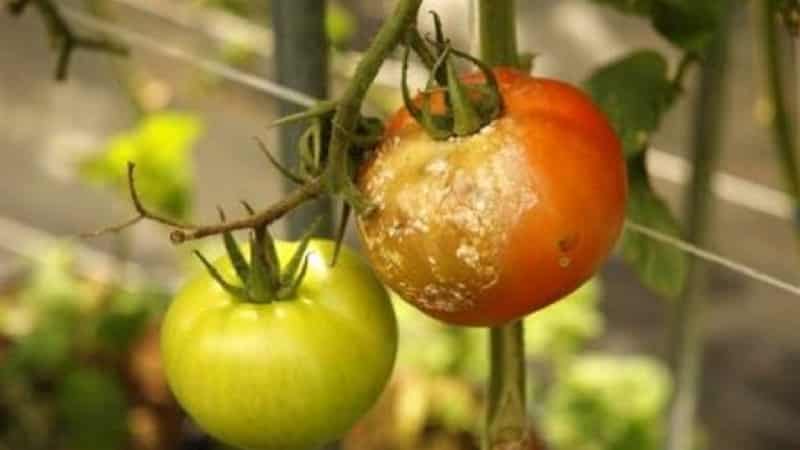 É possível tratar o tomate com furacilina contra a requeima e qual será o efeito?