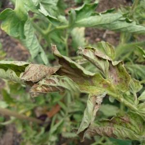 Un medicamento confiable para proteger la salud de los tomates: Penncozeb para procesar tomates: instrucciones de uso