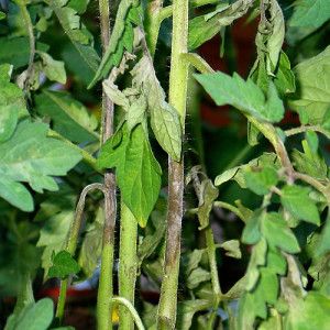 Et pålideligt lægemiddel til beskyttelse af tomaters sundhed - Penncozeb til behandling af tomater: brugsanvisning