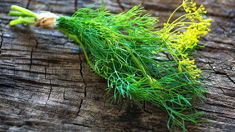 Revisão das melhores variedades de endro para verduras e guarda-chuvas, recomendações para sua escolha correta