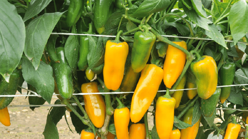 Very bright and surprisingly tasty Chanterelle pepper for preparations, delicious dishes and fresh consumption