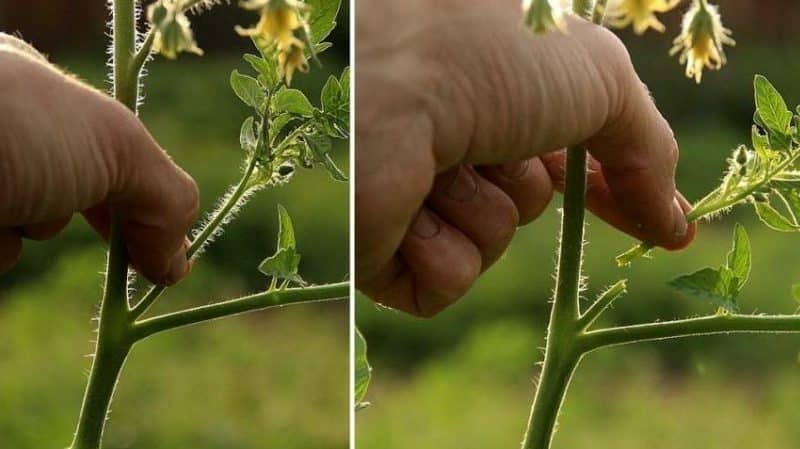 Una de les varietats més delicioses per al consum fresc és el tomàquet gegant groc.