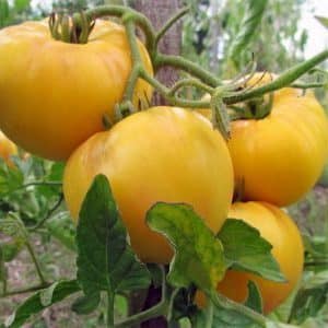 Eine der köstlichsten Sorten für den Frischverzehr ist die Yellow Giant-Tomate.