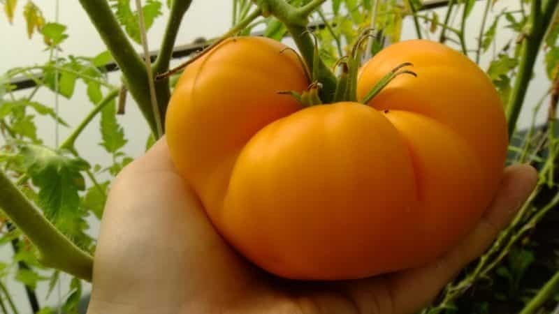 Ang isa sa mga pinaka masarap na varieties para sa sariwang pagkonsumo ay ang Yellow Giant tomato.