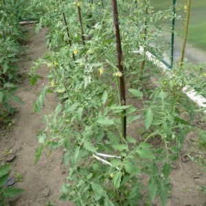 Warum verlieren Tomaten im Gewächshaus ihre Farbe? Was tun, um Ihre Tomatenernte zu retten?