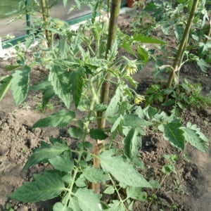 Por qué los tomates en invernadero pierden color: qué hacer para salvar la cosecha de tomates