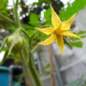 Per què els tomàquets en un hivernacle perden color: què fer per estalviar la collita de tomàquets