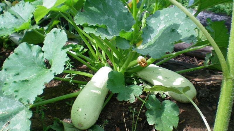 Domestic at imported bush varieties ng zucchini: ang pinakasikat na kinatawan at ang kanilang mga tampok