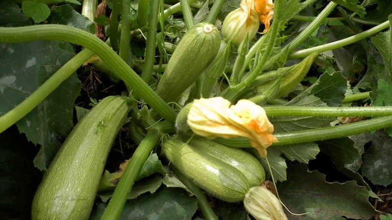 Domestic and imported bush varieties of zucchini: the most popular representatives and their features