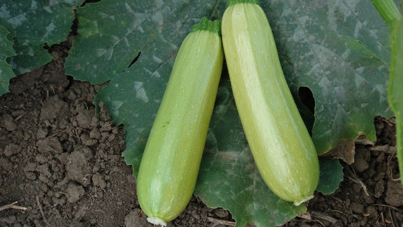 Variétés de courgettes de brousse nationales et importées: les représentants les plus populaires et leurs caractéristiques