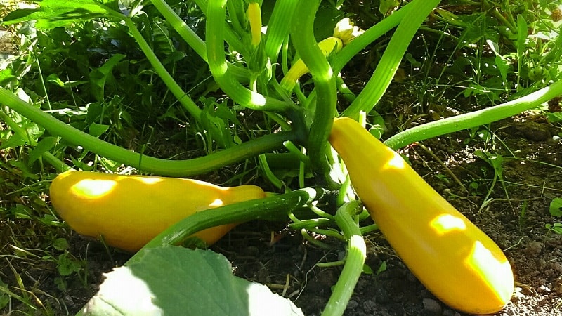 Variétés de courgettes de brousse nationales et importées: les représentants les plus populaires et leurs caractéristiques