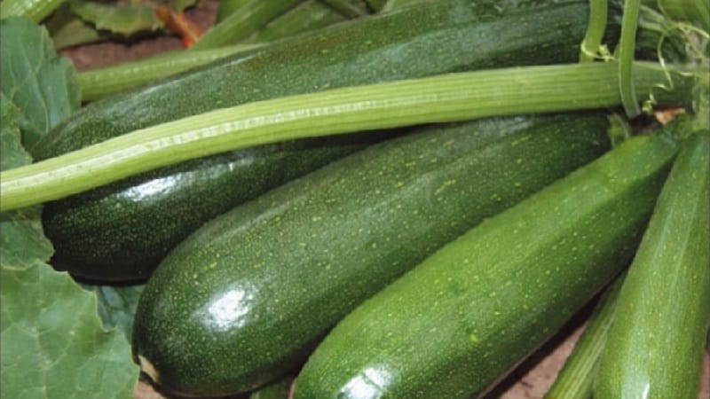 Domestic and imported bush varieties of zucchini: the most popular representatives and their features