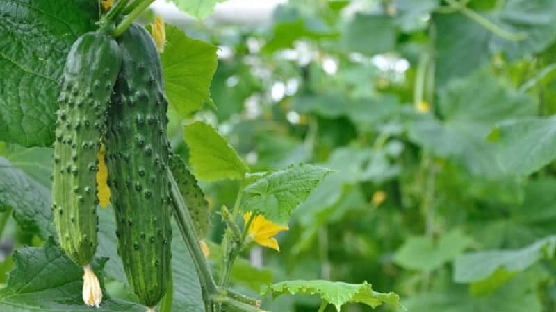 Bakit mapait ang mga pipino, paano ito maiiwasan at kung ano ang gagawin sa isang ani na mapait