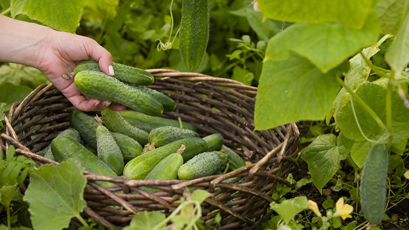 Pourquoi les concombres sont-ils amers, comment l'éviter et que faire d'une récolte amère