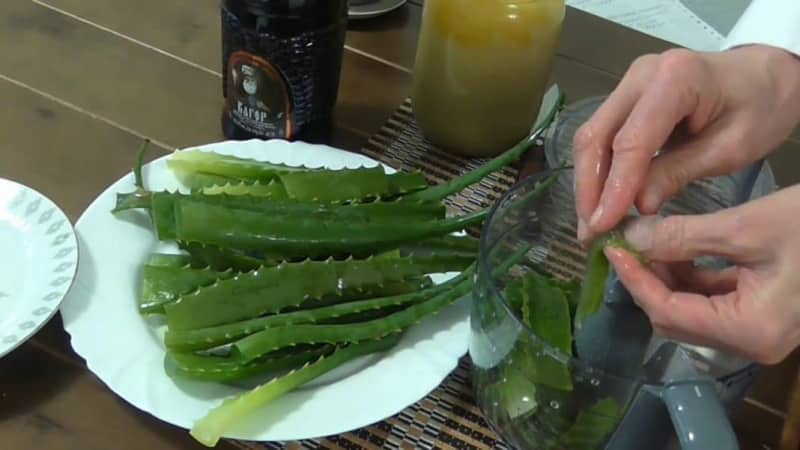 Why spider mites appear on cucumbers: what to do to defeat the pest and save the crop