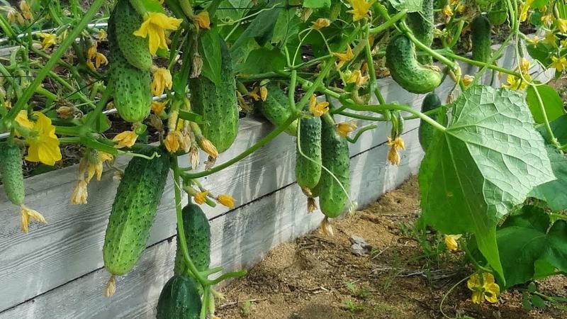 Why spider mites appear on cucumbers: what to do to defeat the pest and save the crop