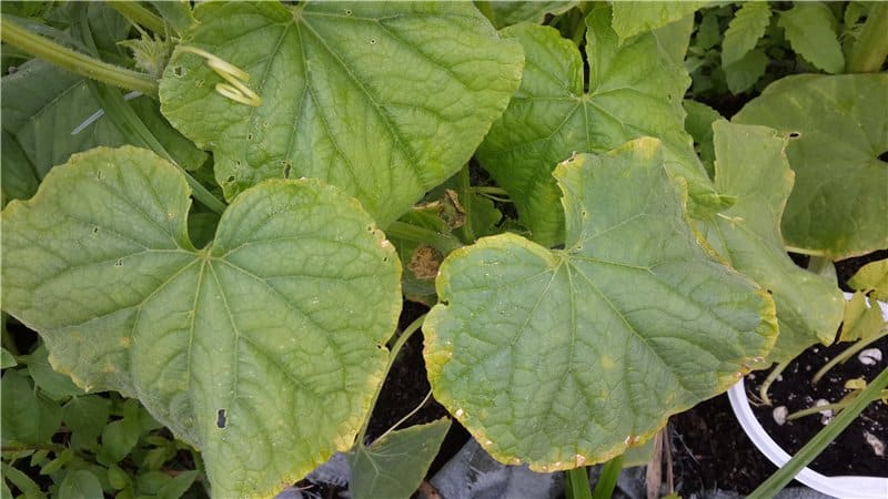 Why spider mites appear on cucumbers: what to do to defeat the pest and save the crop