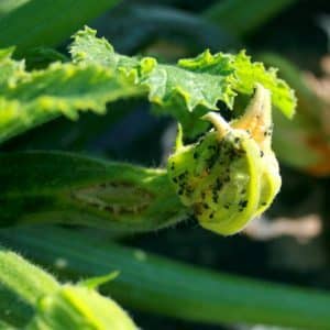 Pourquoi les ovaires des citrouilles jaunissent et tombent : déterminez la cause du problème et sauvegardez votre récolte