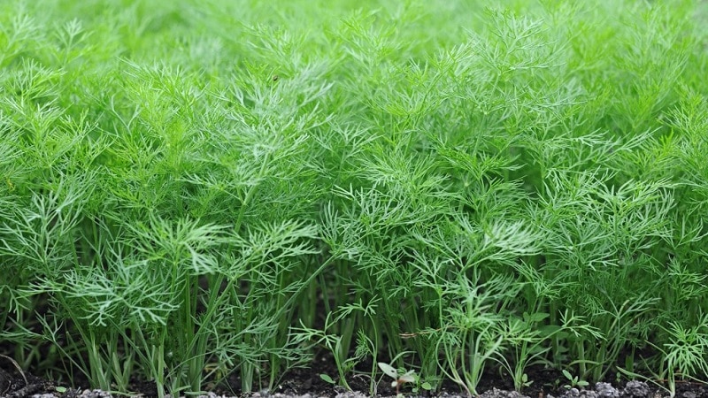 Warum wird Dill im Garten gelb und was kann man dagegen tun?