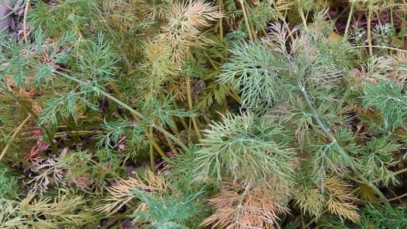 Waarom wordt dille geel in de tuin en wat te doen om dit te voorkomen?