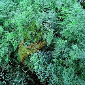 Varför gulnar dill i trädgården och vad ska man göra för att förhindra det?