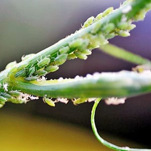 Warum wird Dill im Garten gelb und was kann man dagegen tun?