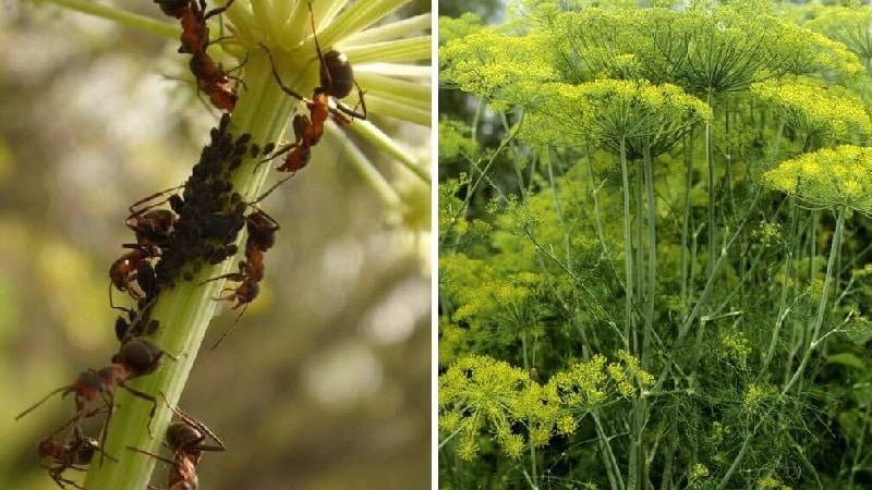 Perché l'aneto diventa giallo in giardino e cosa fare per prevenirlo?