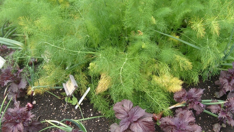 Why does dill turn yellow in the garden and what to do to prevent it?