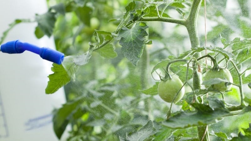 Panduan langkah demi langkah untuk merawat tomato dengan metronidazole terhadap penyakit hawar lewat: memerangi penyakit dan mencegahnya