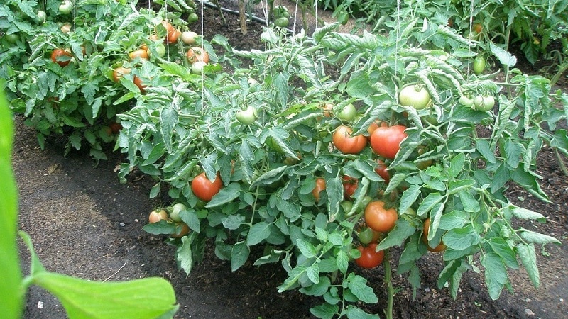 Una guía paso a paso para tratar los tomates con metronidazol contra el tizón tardío: combatir la enfermedad y prevenirla