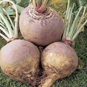 خصائص مفيدة وموانع rutabaga: كيفية استخدام الخضروات الجذرية في الطبخ والتجميل والطب الشعبي