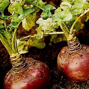 Mga kapaki-pakinabang na katangian at contraindications ng rutabaga: kung paano gamitin ang root vegetable sa pagluluto, cosmetology at katutubong gamot