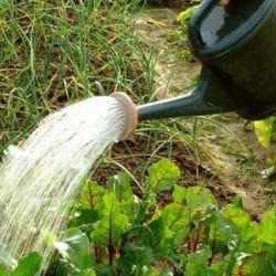 How to properly water beets with salt water - the proportions of the solution and instructions for processing the vegetable for its sugar content