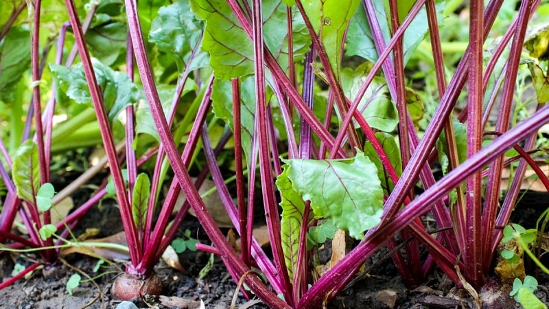 How to properly water beets with salt water - the proportions of the solution and instructions for processing the vegetable for its sugar content