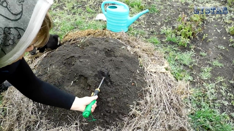 Abóbora doce de inverno, popular entre os agricultores, com sabor agradável e alto rendimento para armazenamento por longo prazo