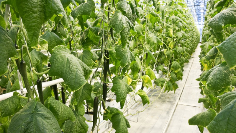 Causes and methods of treatment of black plaque on cucumber leaves in a greenhouse