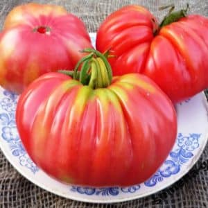 Cómo cultivar y dónde utilizar el tomate libra Rosamarín