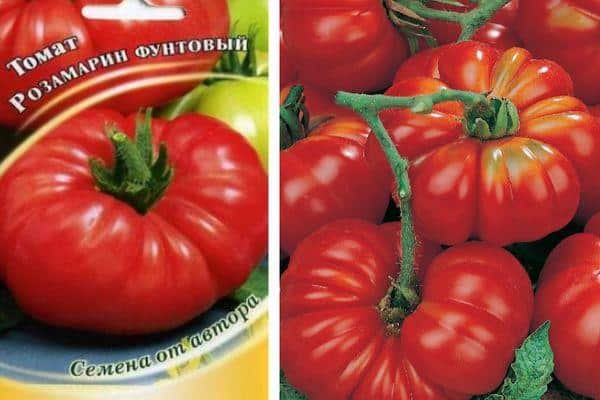 Paano palaguin at kung saan gagamitin ang Rosamarin pound tomato