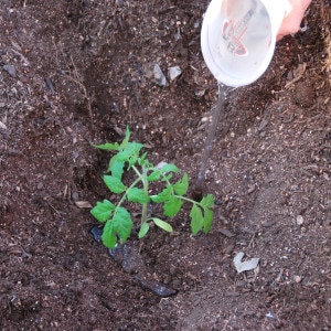 How to grow and where to use the Rosamarin pound tomato