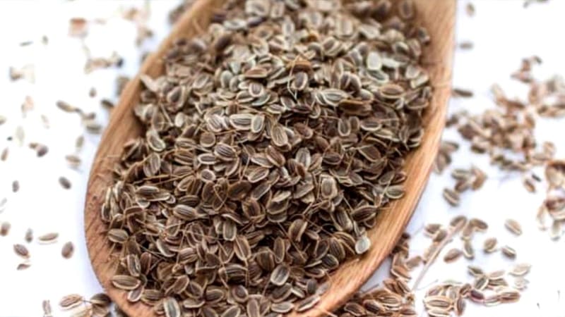 We treat effectively: how to properly use dill seeds for cystitis