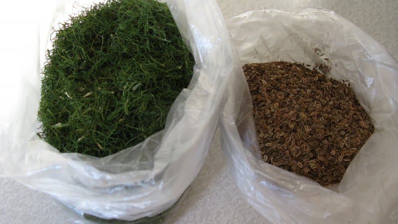 We treat effectively: how to properly use dill seeds for cystitis