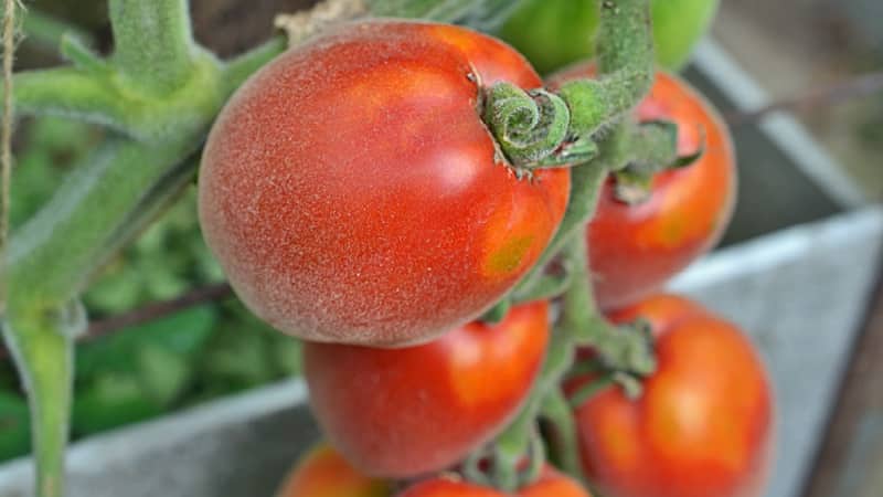 En fabelaktig gjest på nettstedet ditt: Scheherazade-tomaten - hvordan dyrke den riktig for å få en rik høst